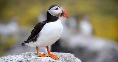 Atlantic Puffin