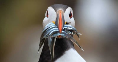 Atlantic Puffin
