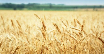 wheat field